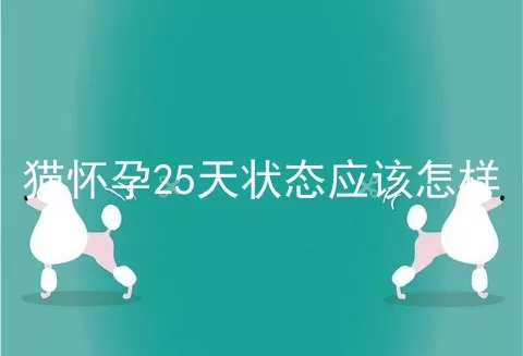 猫怀孕25天状态应该怎样