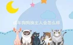 成年狗狗换主人会怎么样