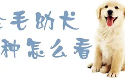 金毛幼犬纯种怎么看