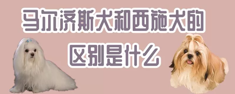 马尔济斯犬和西施犬的区别是什么