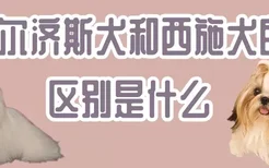 马尔济斯犬和西施犬的区别是什么