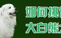 如何挑选大白熊犬