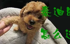 泰迪幼犬怎么过冬