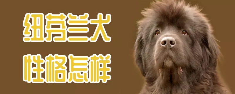 纽芬兰犬性格怎样