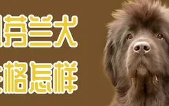 纽芬兰犬性格怎样