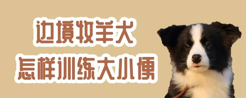 边境牧羊犬怎样训练大小便