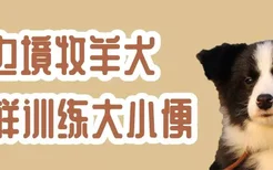 边境牧羊犬怎样训练大小便