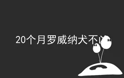 20个月罗威纳犬不凶