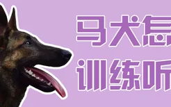 马犬怎么训练听话