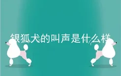 银狐犬的叫声是什么样