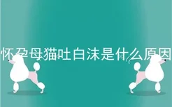 怀孕母猫吐白沫是什么原因