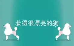 长得很漂亮的狗