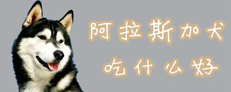 阿拉斯加犬吃什么好1