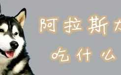 阿拉斯加犬吃什么好