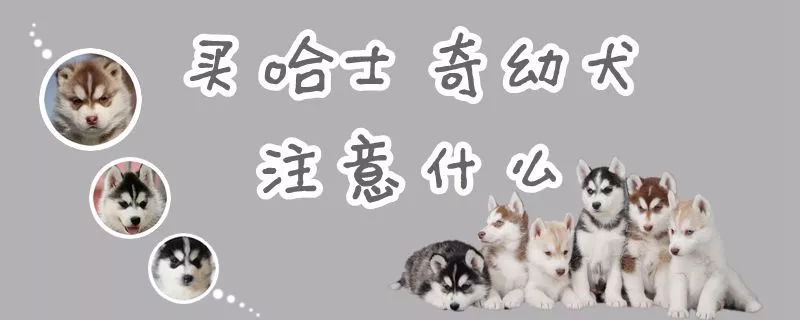 买哈士奇幼犬注意什么