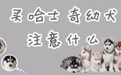 买哈士奇幼犬注意什么