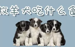 小牧羊犬吃什么食物