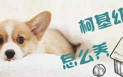 柯基犬幼犬怎么喂养