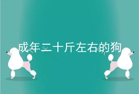 成年二十斤左右的狗