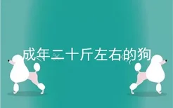 成年二十斤左右的狗