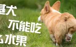 柯基犬不能吃什么水果