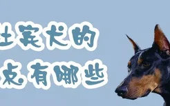 杜宾犬的特点有哪些