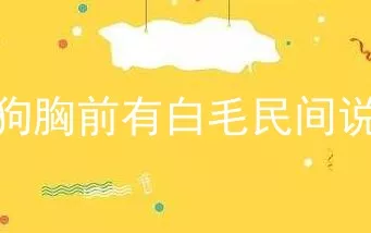 黑狗胸前有白毛民间说法