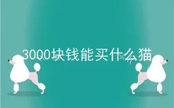 3000块钱能买什么猫