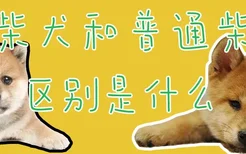 豆柴犬和普通柴犬区别是什么