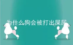 为什么狗会被打出屎尿