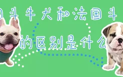 英国斗牛犬和法国斗牛犬的区别是什么