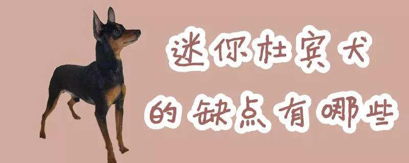 迷你杜宾犬的缺点有哪些