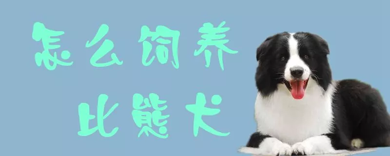 怎么饲养比熊犬1