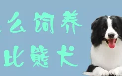 怎么饲养比熊犬