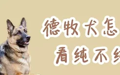 德牧犬怎么看纯不纯