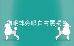 狗眼球旁眼白有黑褐色