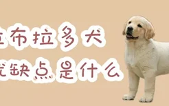 拉布拉多犬的优缺点是什么