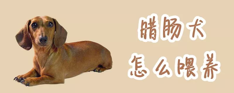 腊肠犬怎么喂养