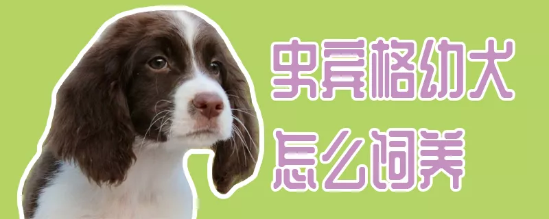 史宾格幼犬怎么饲养