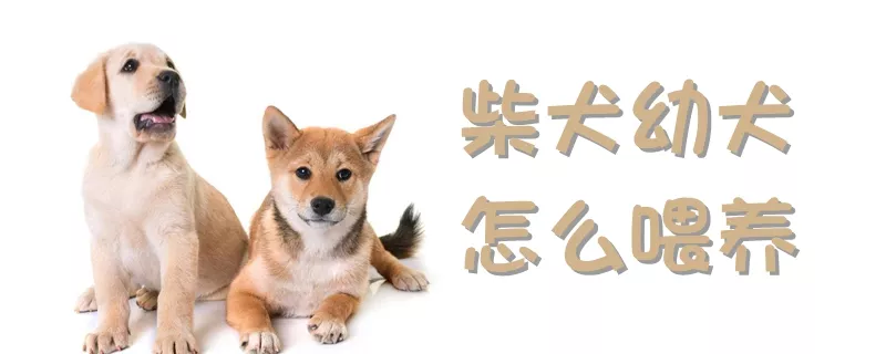 柴犬幼犬怎么喂养