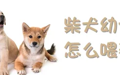 柴犬幼犬怎么喂养