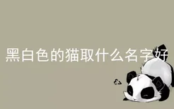 黑白色的猫取什么名字好