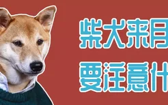 柴犬来月经要注意什么