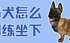 马犬怎么训练坐下