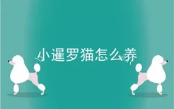 小暹罗猫怎么养