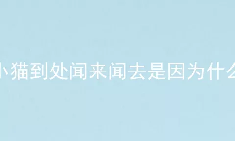 小猫到处闻来闻去是因为什么