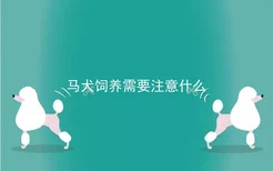 马犬饲养需要注意什么