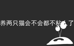 养两只猫会不会都不粘人了