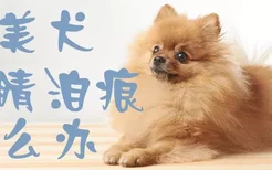 博美犬眼睛泪痕怎么办