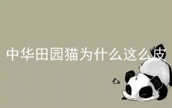 中华田园猫为什么这么皮